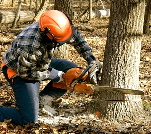 Tree Removal in Warren, ME